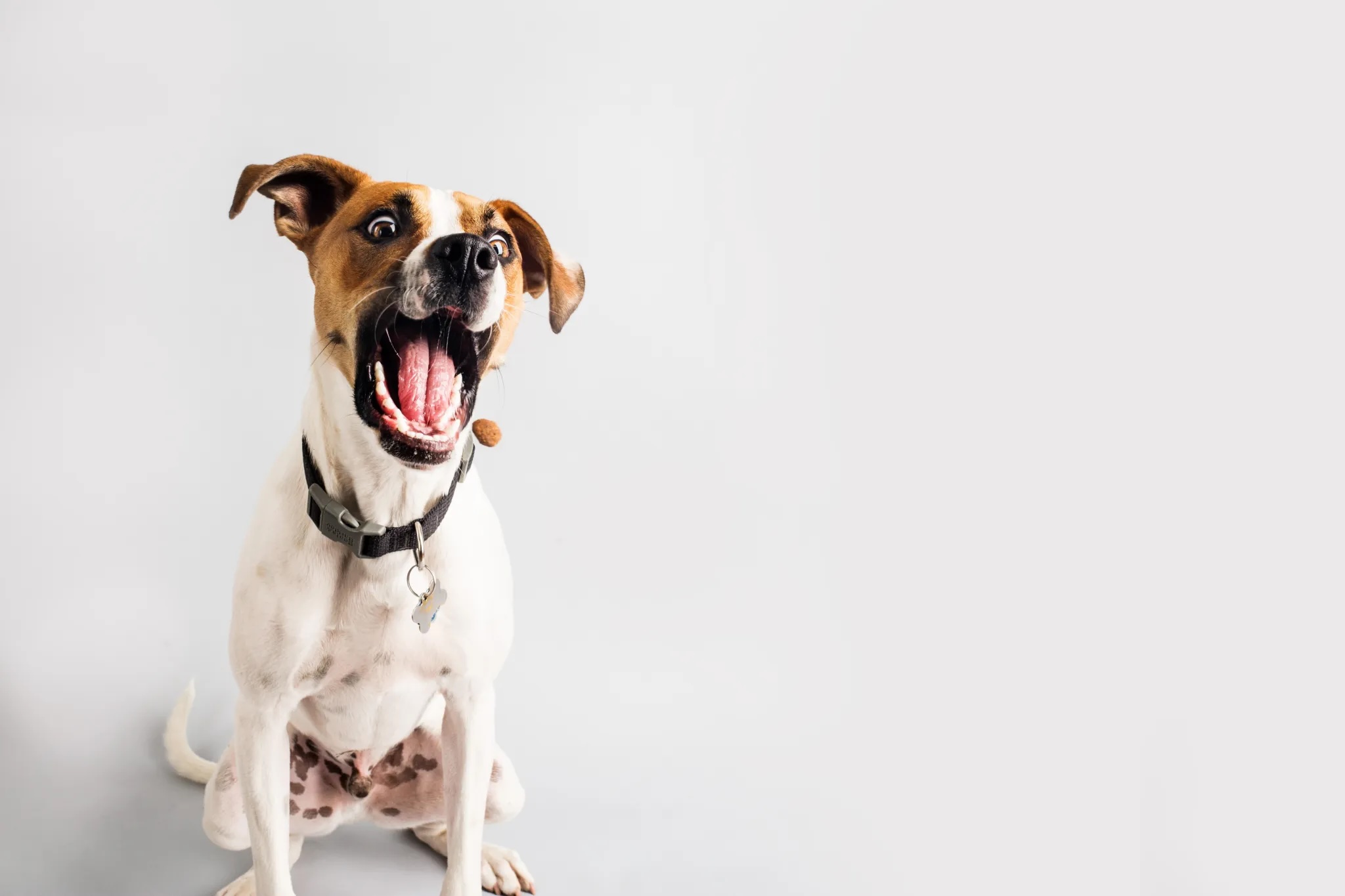 Dog Bites