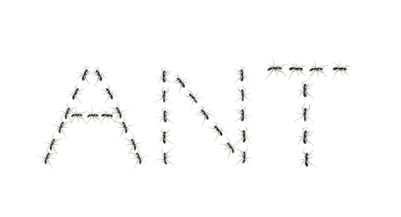 Ant