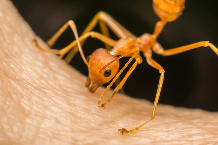 ant bites the skin